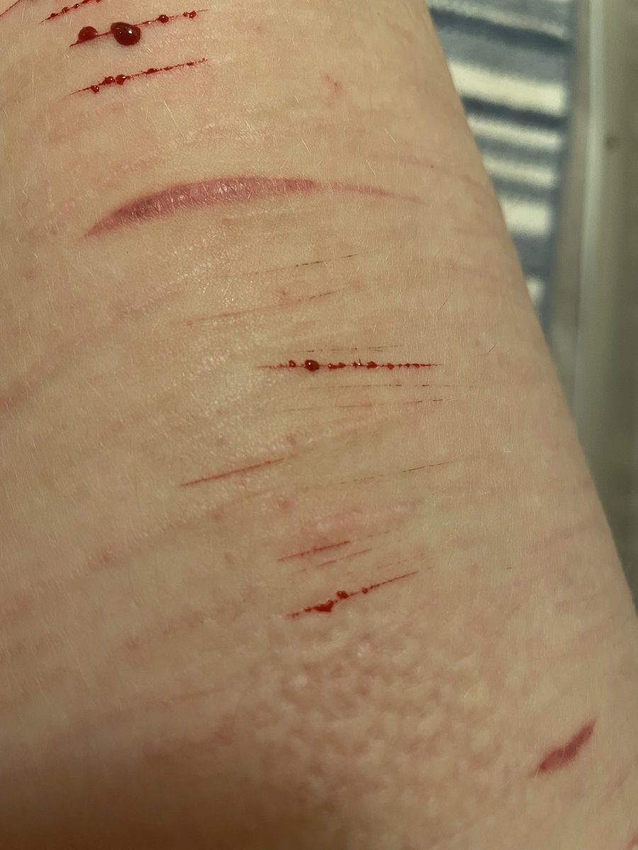 🐾 . the two time loving 𝖋𝖆𝖌 of #shedtwt tweet media