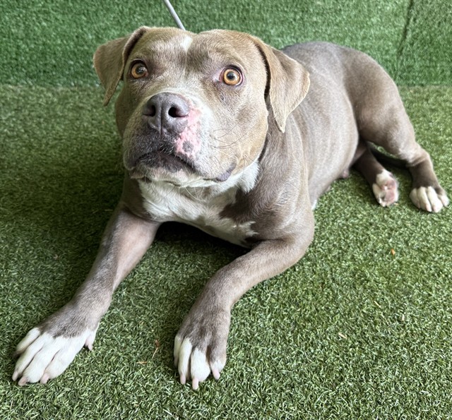 LancasterAnimalShelt tweet media