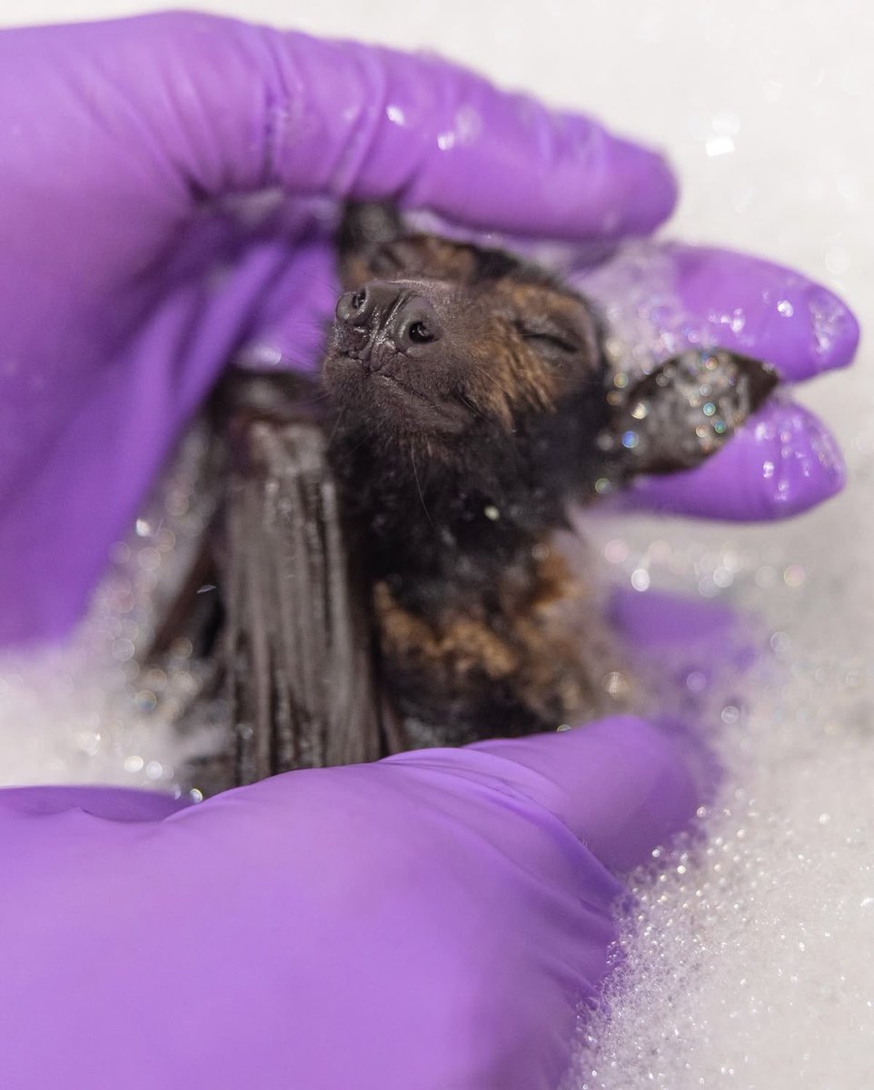 coffin!🐾🦴 tweet media