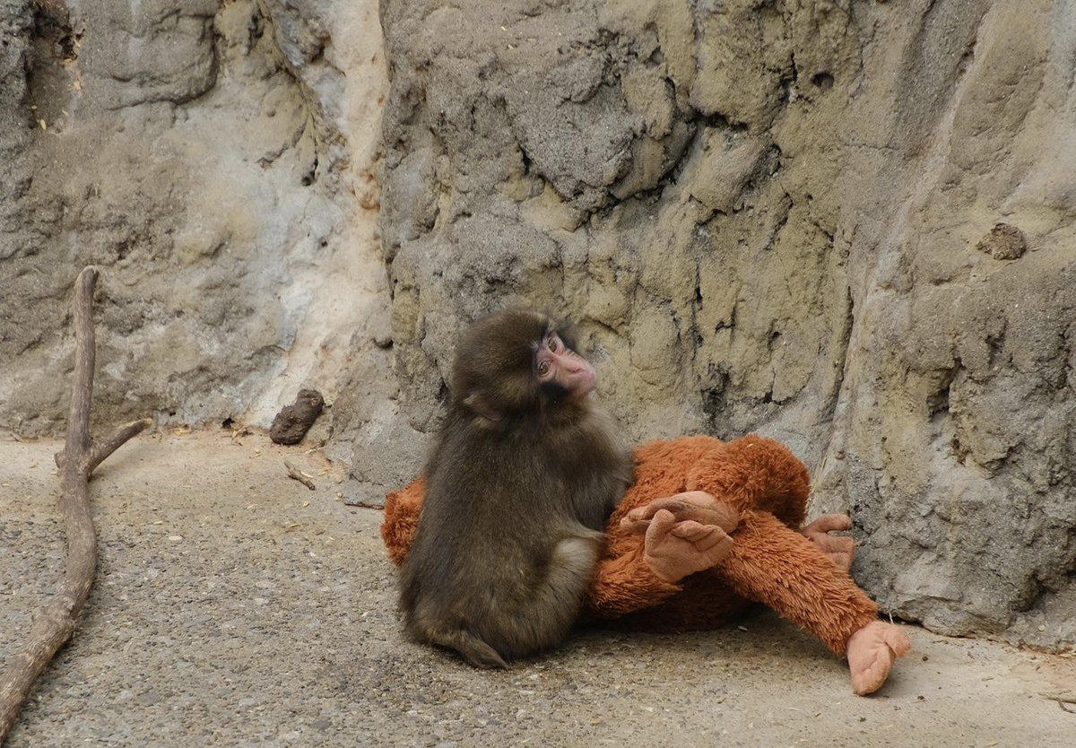 kusakusa tweet media