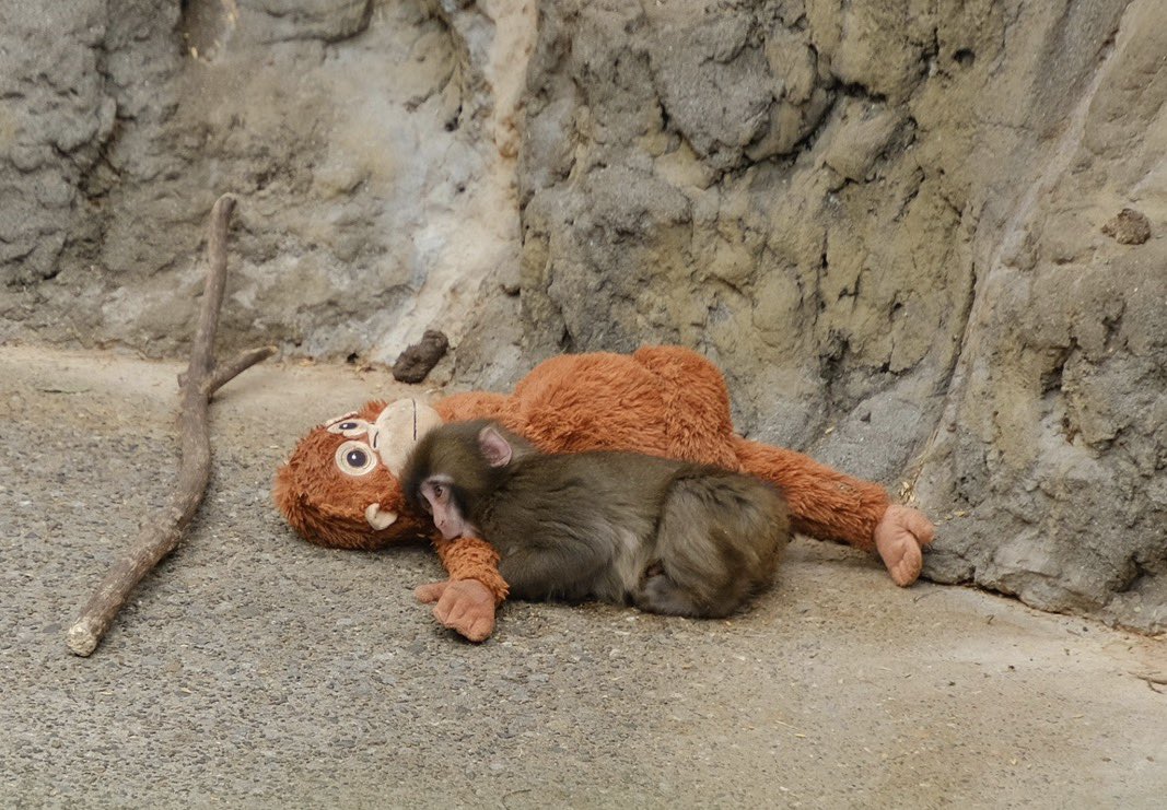 kusakusa tweet media