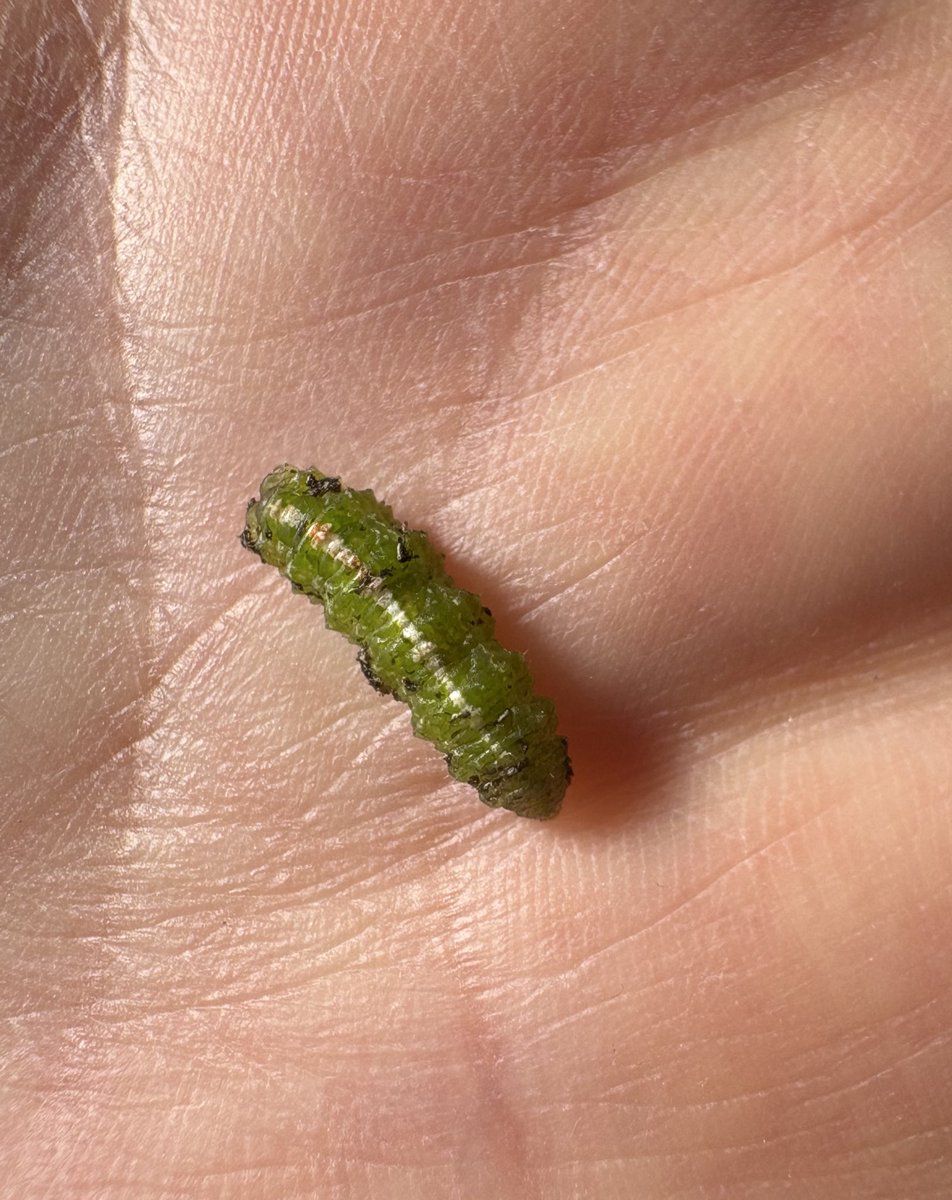 かえるのすけ🌾🐛 tweet media