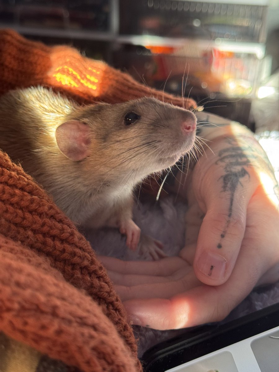 a bunch of rats✨ tweet media