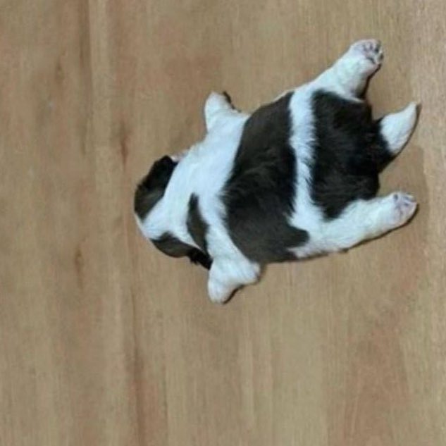 peter as puppies 🐶! tweet media