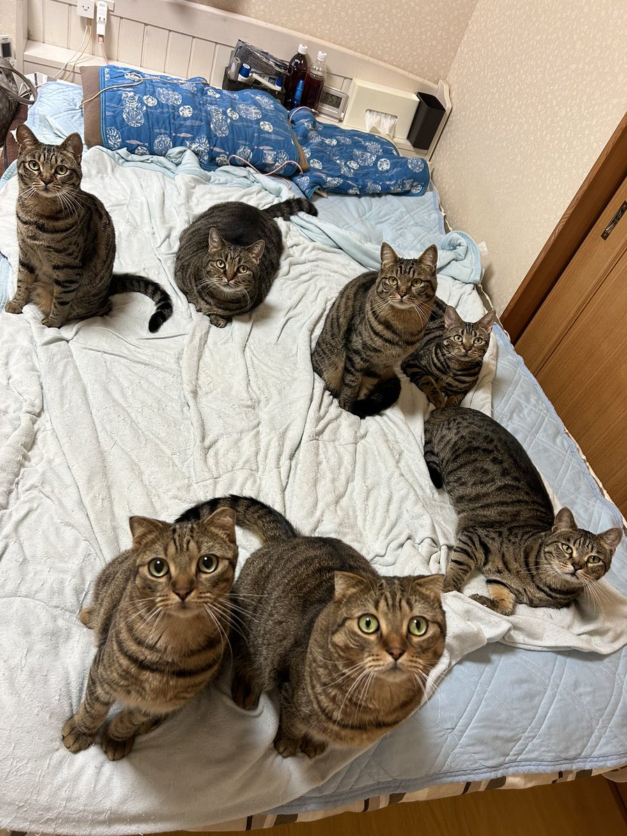 はると(避難中) tweet media