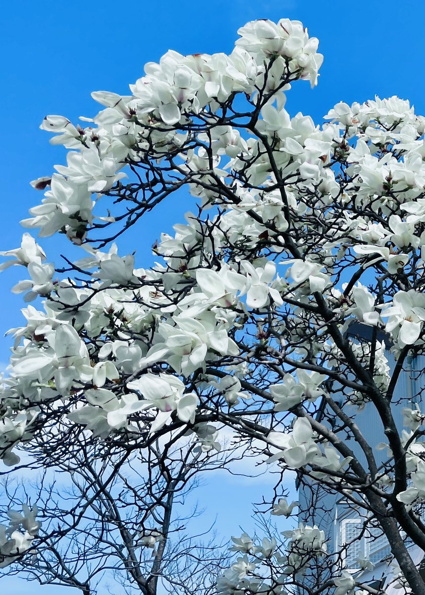 🌸テトII🌸 tweet media