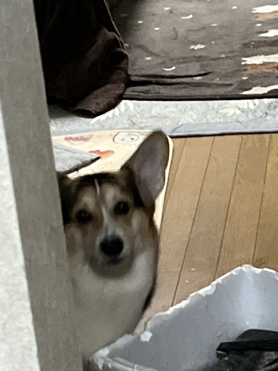 姫花とエスまる tweet media