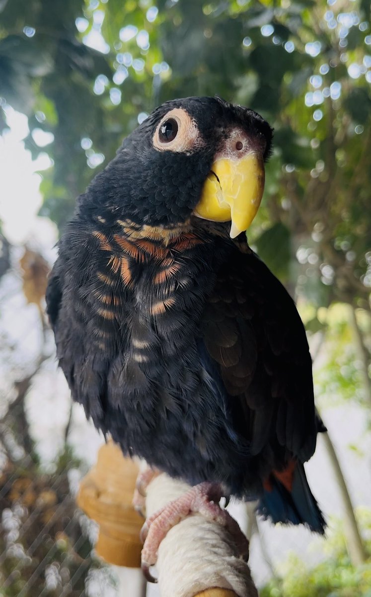 羽音(ばね) tweet media