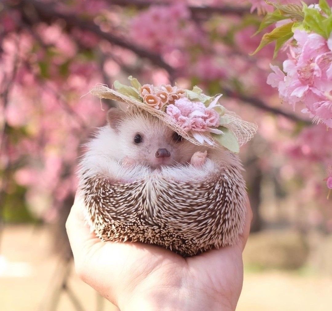 jun｜米国株×AI🦥 tweet media