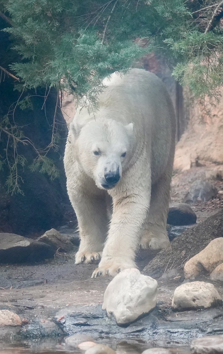 1日遅れのゴーゴの四十九日

バフィンさんには会えたかな
こんな悲劇は二度と起こりませんように
ゴーゴごめんね😭

📸2025.12

#ゴーゴ
#TLをゴーゴでいっぱいにしよう 
#ホッキョクグマ
#polarbear 
#天王寺動物園