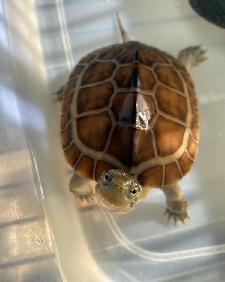 jayseph d. jaystar at marineford tweet media