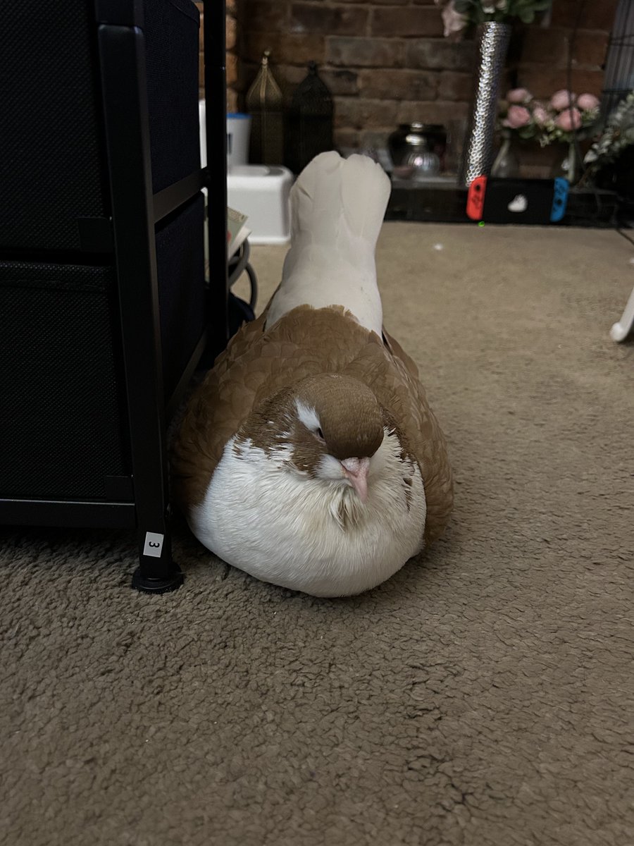 ash 🪿 tweet media