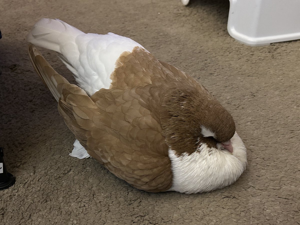 ash 🪿 tweet media