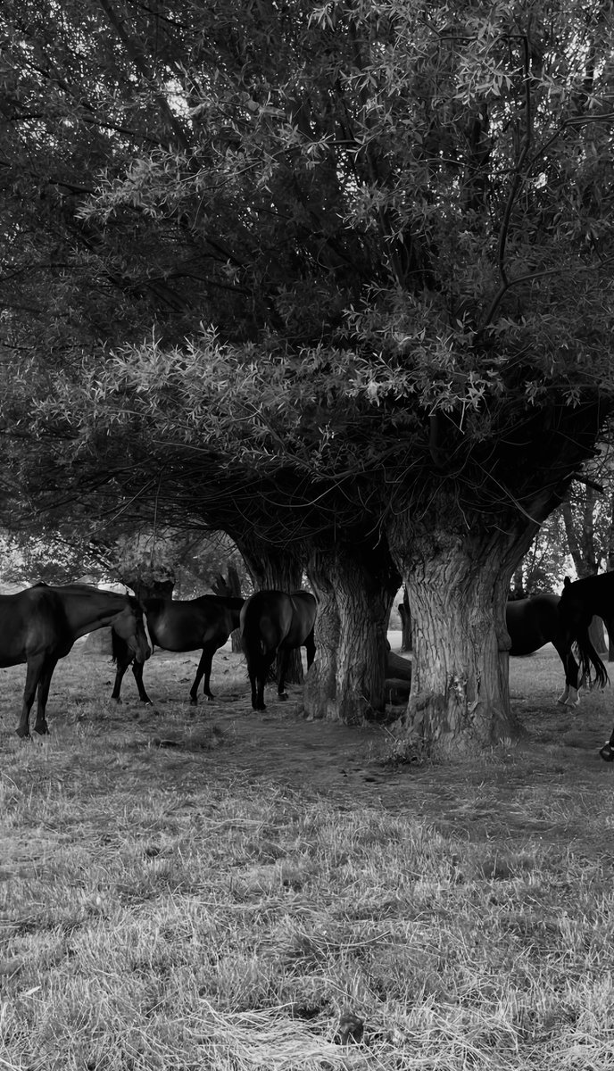 ‍ ‍ ‍DYAVOL ‍ ♱ ׂ ‍ VOLKOV ‍ ‍ tweet media