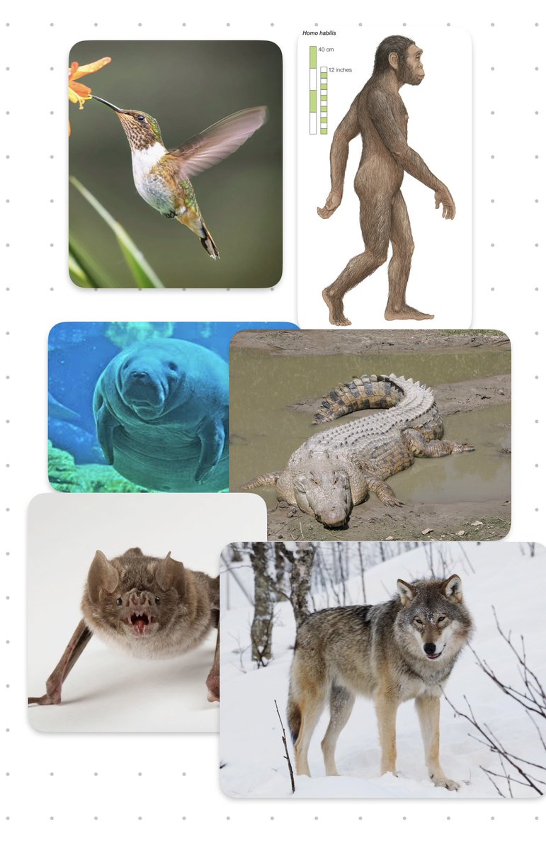 Plioblud X tweet media