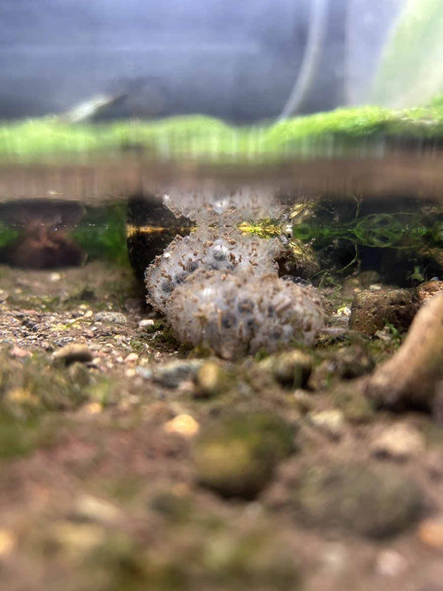 【公式】アクアマリンいなわしろカワセミ水族館 tweet media