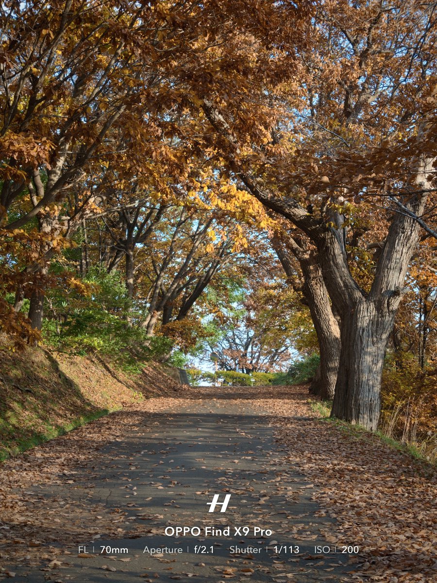 ちわまめ tweet media