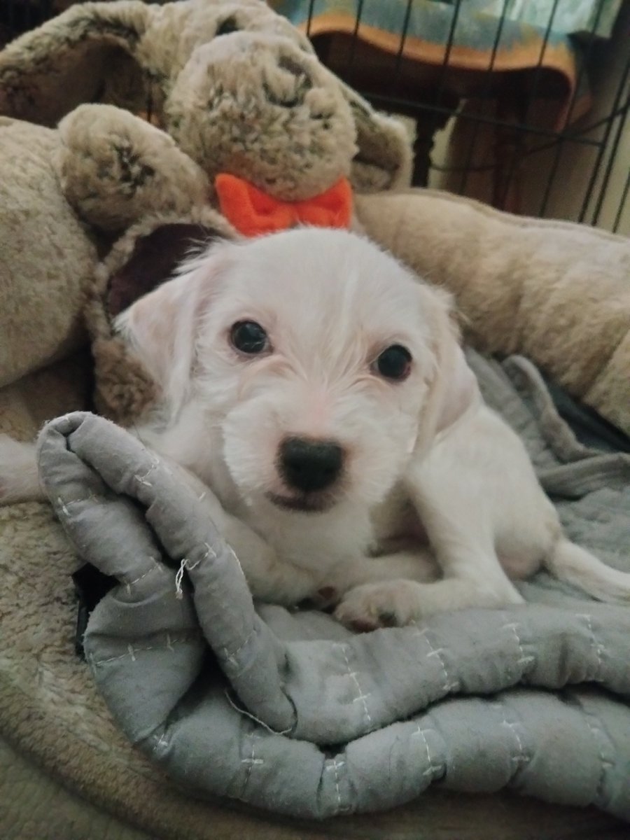 LiveToLove tweet media