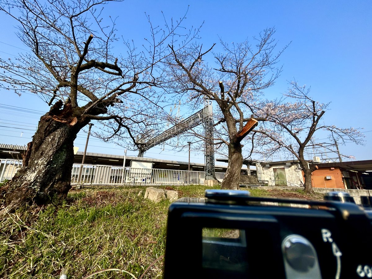 kanbai_banjo's tweet image. Sunday morning

村野駅の桜、今年は切っちゃったので一休みやね

撮影メモ）
March 29, 2026
Rollei35 Tessar 3.5/40, Kodak ColorPlus200
#iphone14 #京阪交野線村野駅 #サクラ #rollei35 #goodmorning