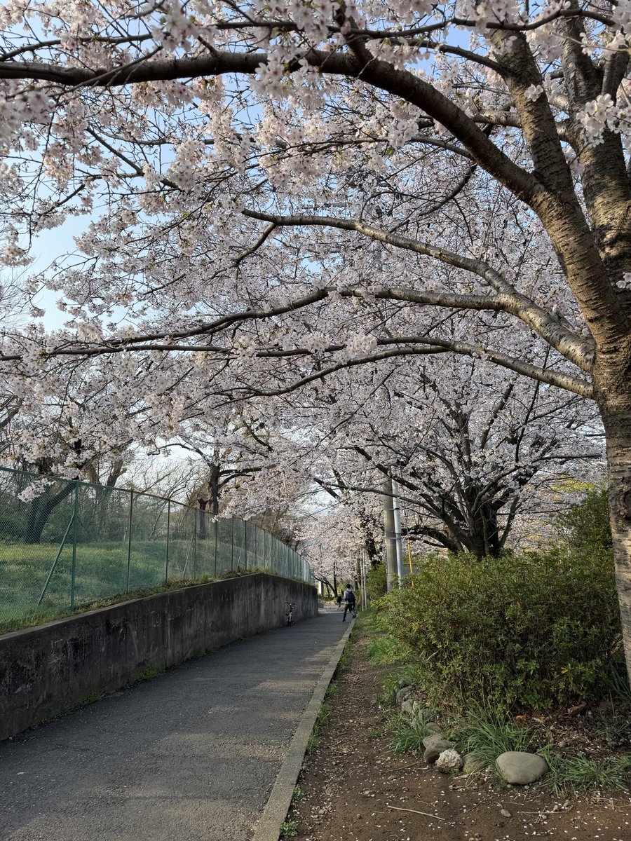 🏮🏮norim🏮 メタバとサマソニ🏮🎄🎍BABYMETAL🎍🎄🏮 tweet media