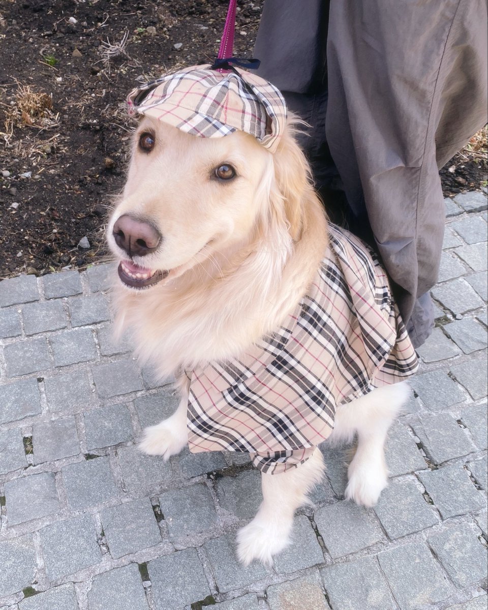 ゴールデンレトリバー🐶はぐみ tweet media