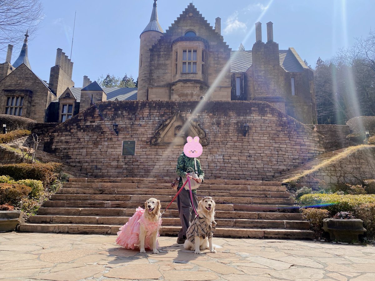 ゴールデンレトリバー🐶はぐみ tweet media