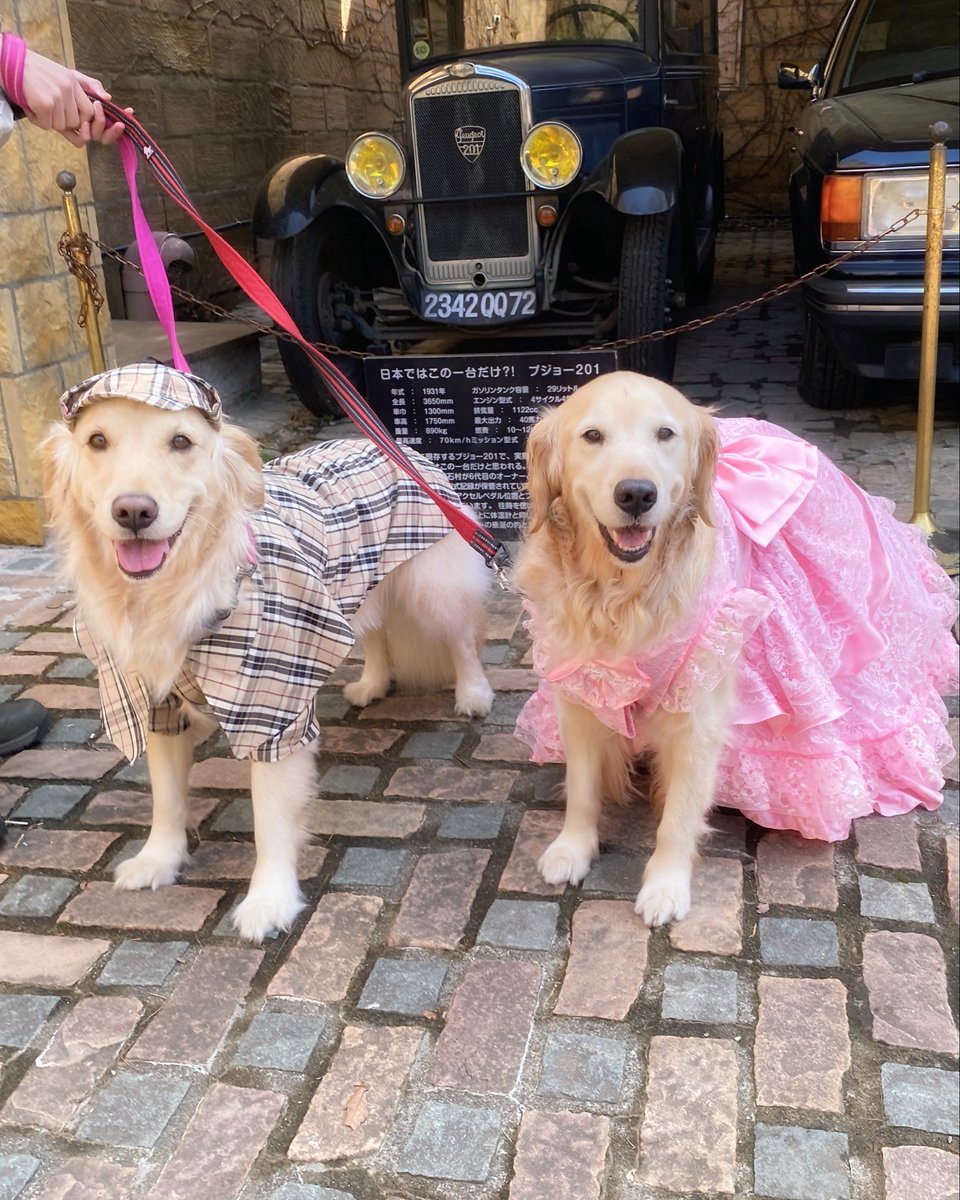 ゴールデンレトリバー🐶はぐみ tweet media