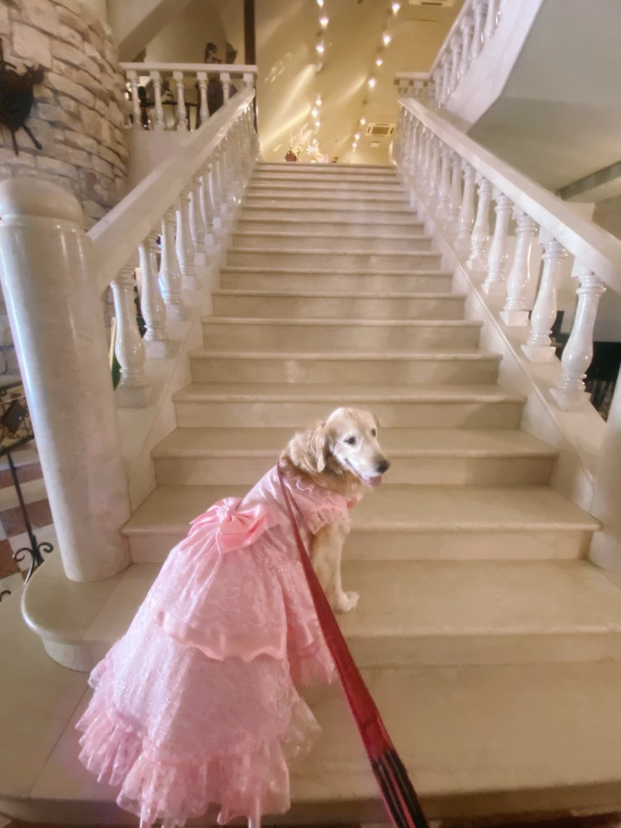 ゴールデンレトリバー🐶はぐみ tweet media