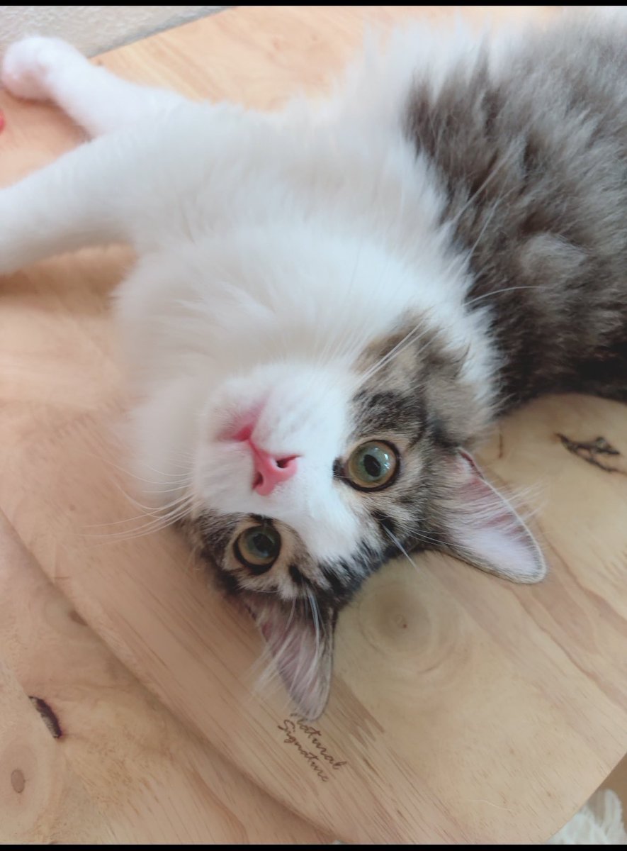 しろねこ tweet media