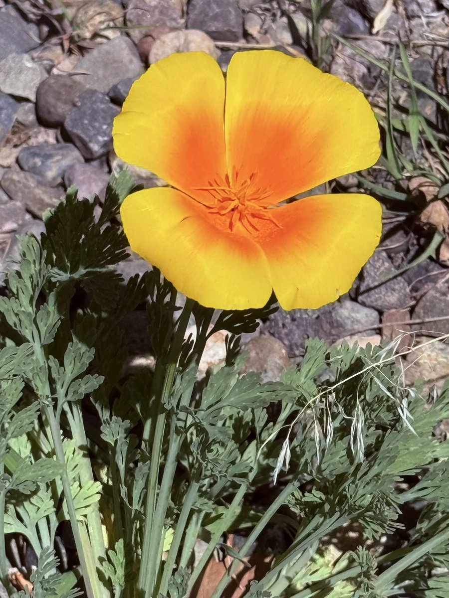 God is the master painter. Even the smallest plants bear his unique signature.