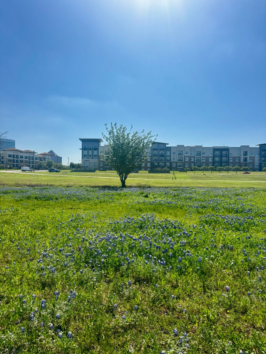 Las Colinas tweet media