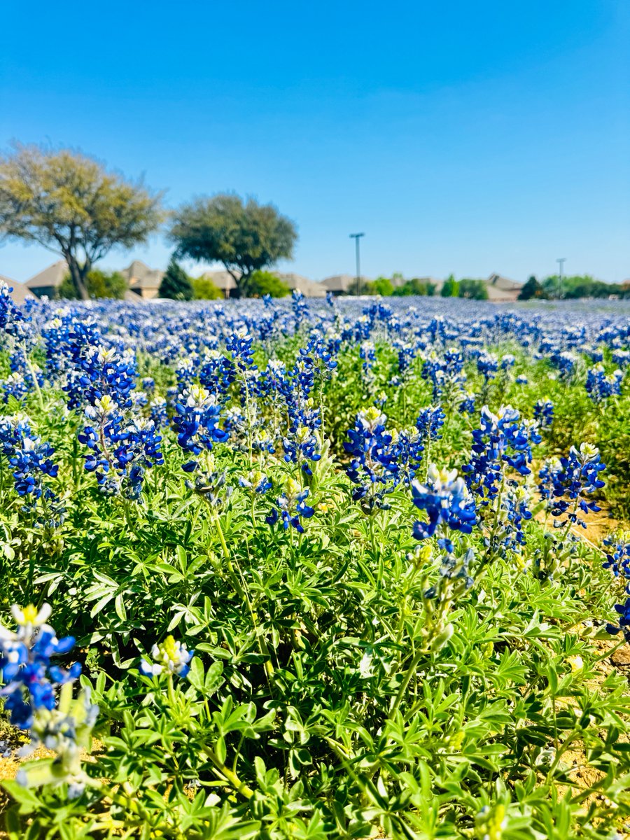 Las Colinas tweet media