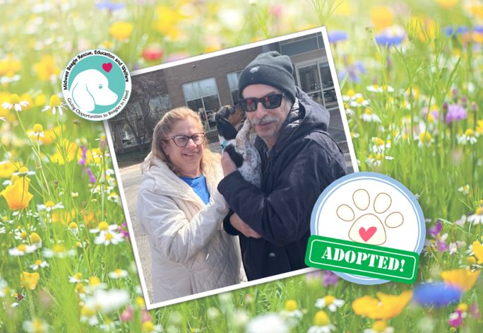 MidWest Beagle Rescue, Education and Welfare, Inc. tweet media