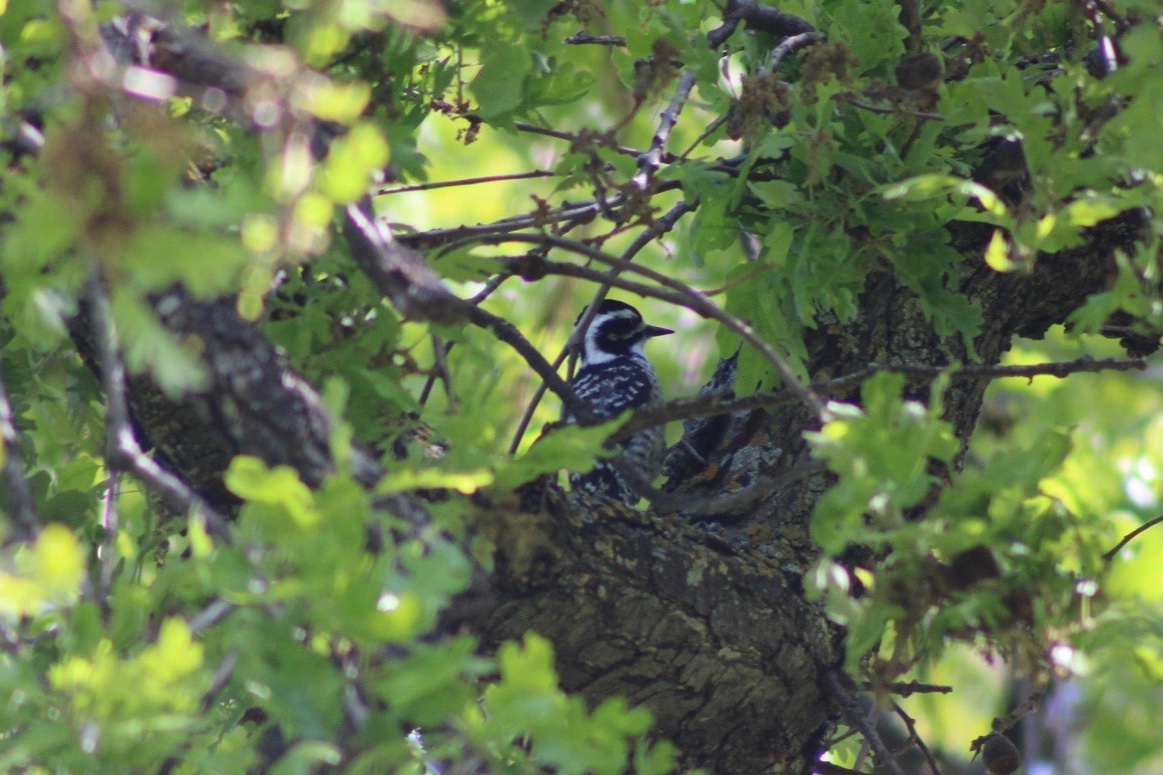 hannaH 🐦‍⬛✖️✖️ tweet media