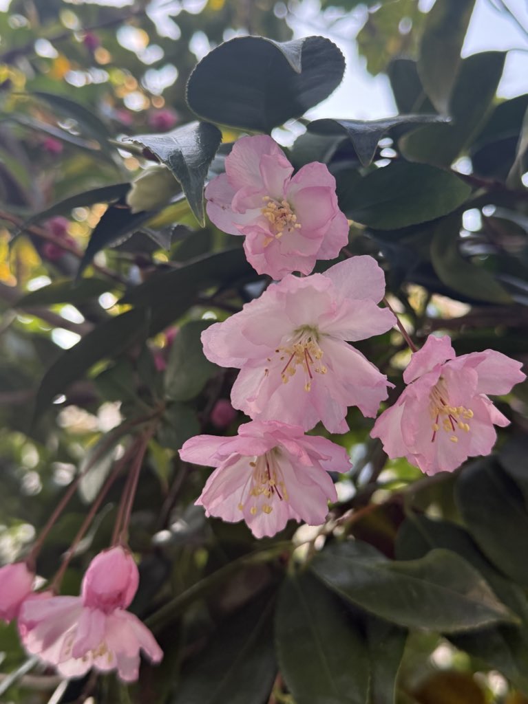 土城温美 tweet media