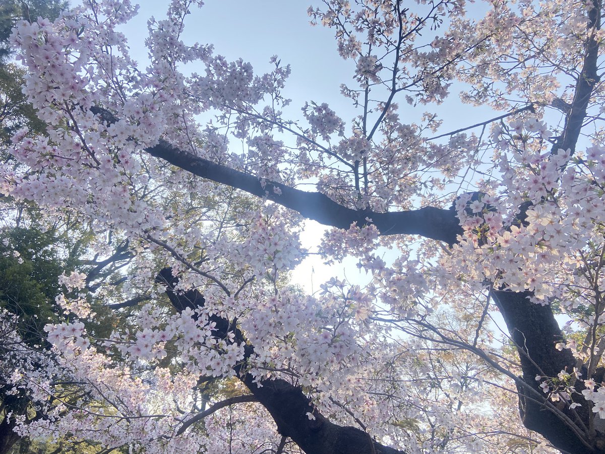 チルト3/ちるさわ tweet media