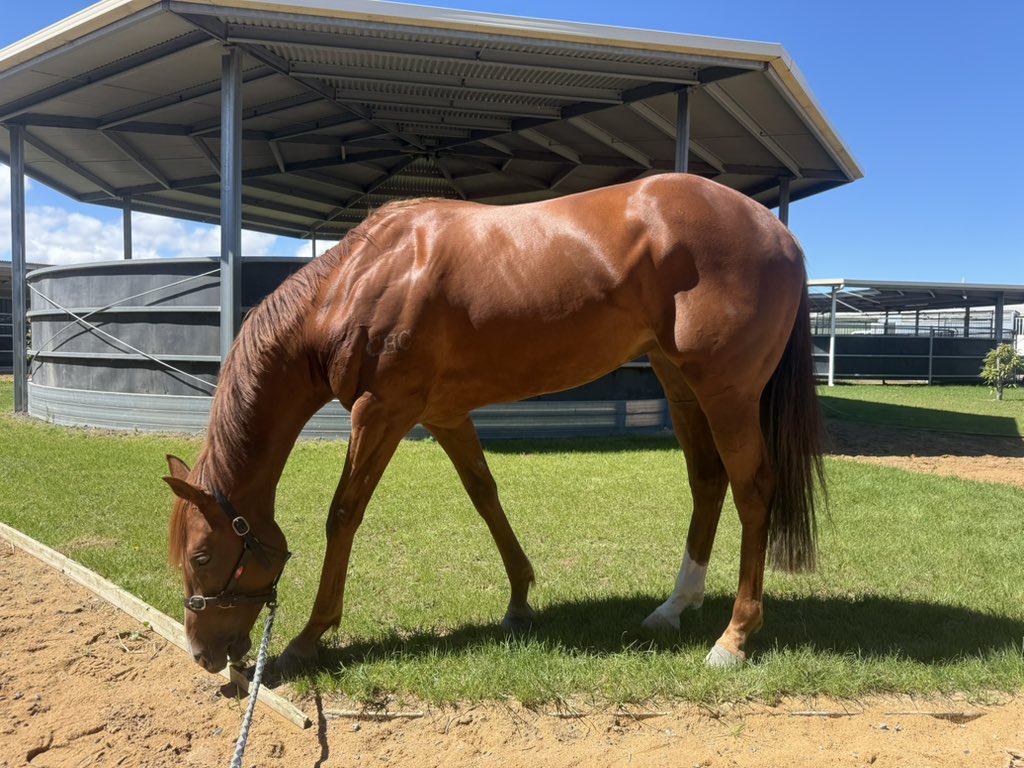 PRIME THOROUGHBREDS tweet media