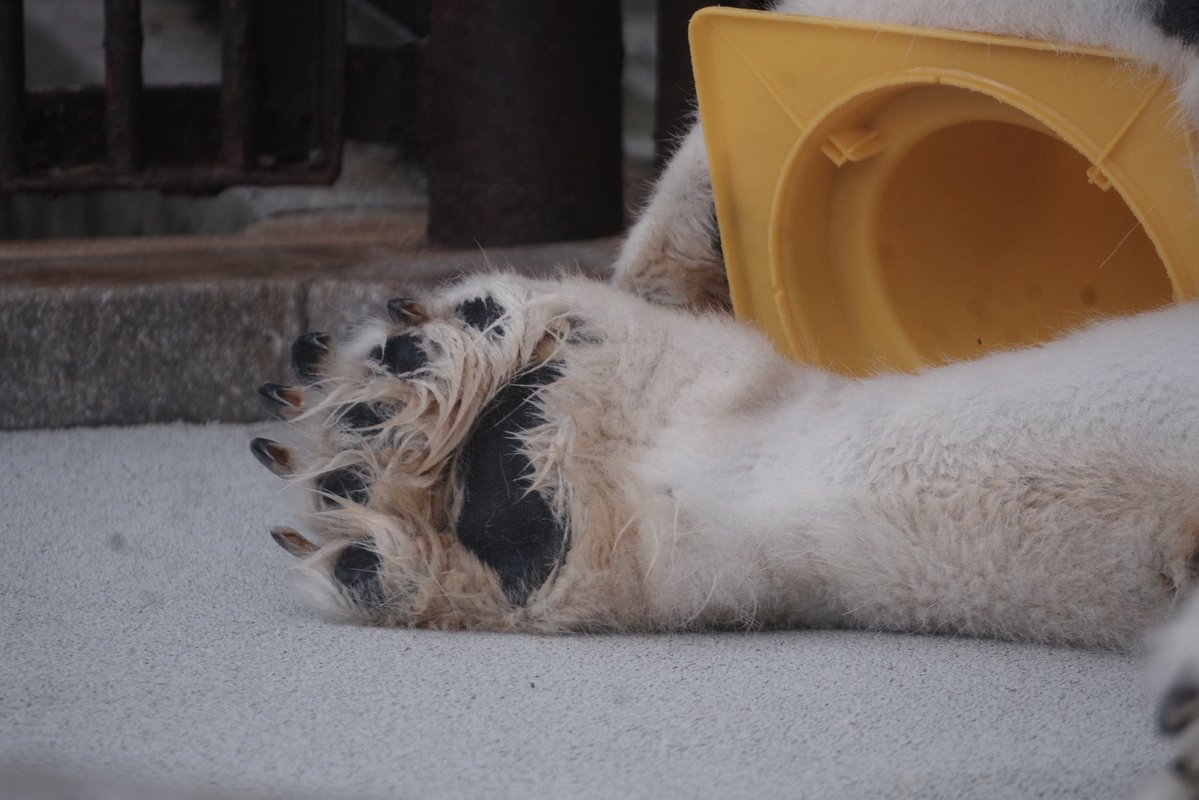 ZOOライダー tweet media