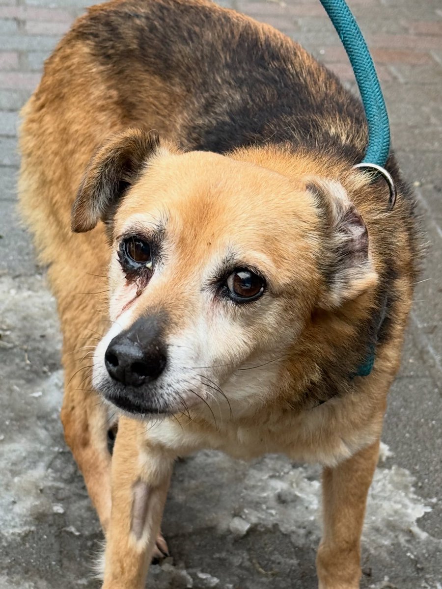 Robwalka Wolf tweet media