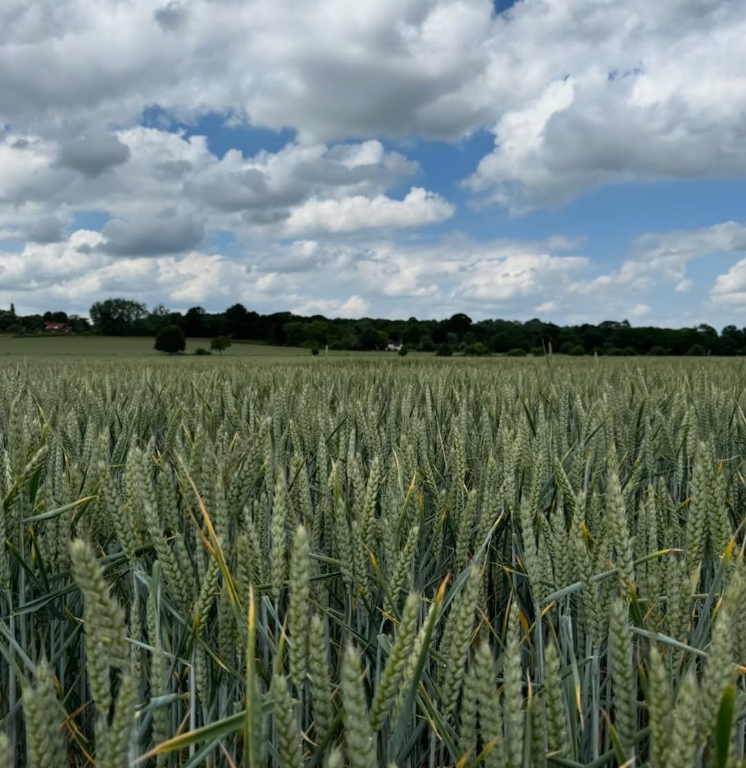 HJ's Army (Fan Page; we're not Hugh) tweet media