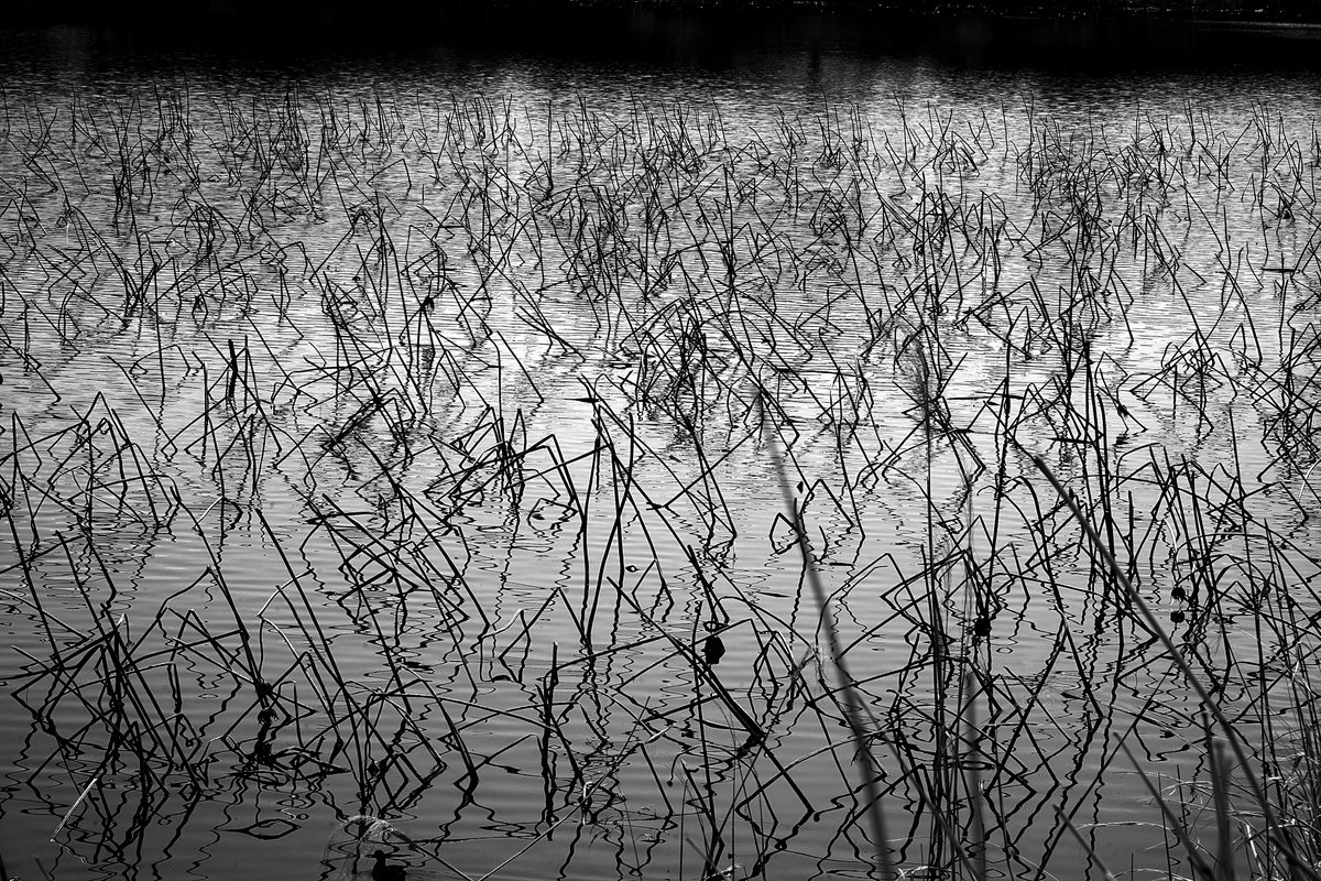SATO-NUMA (Gunma, Japan)

#blackandwhitephotography
#bnw
#bnwphotography