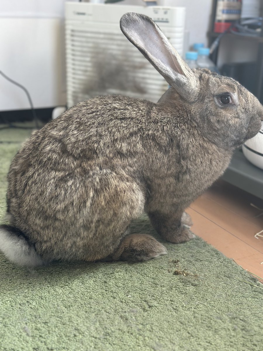 でかうさでかお@ウサギスキー🐇 tweet media