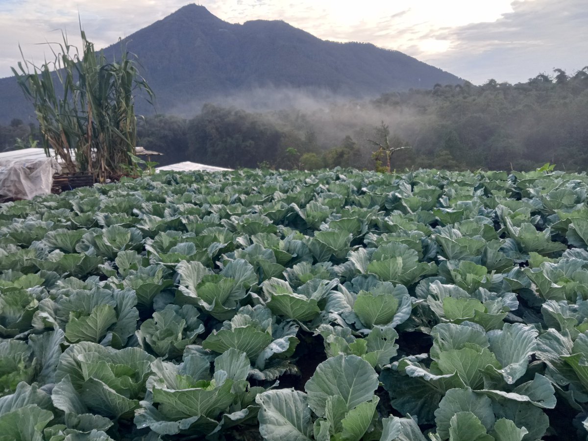LikYoko's tweet photo. SELAMAT PAGI MERBABU,TELOMOYO,ANDONG. https://t.co/pxwQn2cAP2