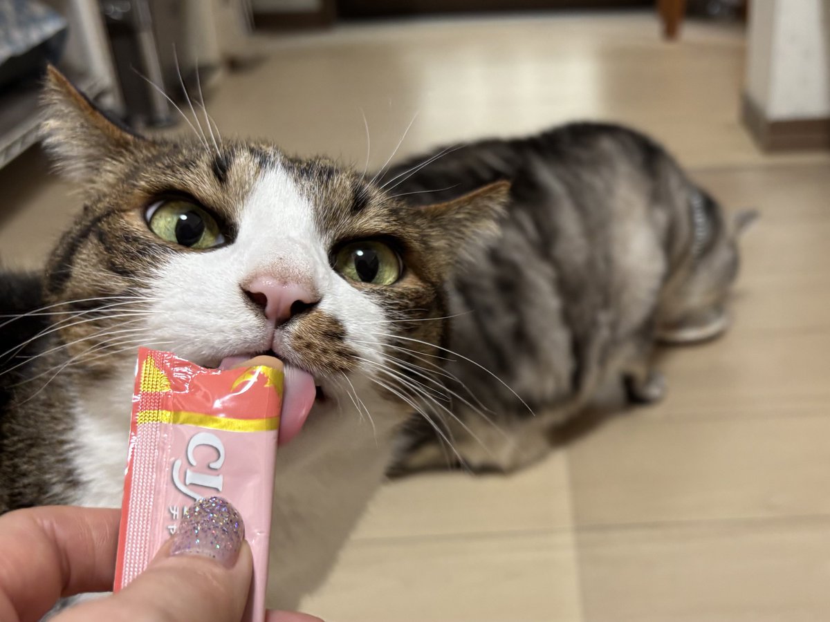 みふゆ(三冬) tweet media