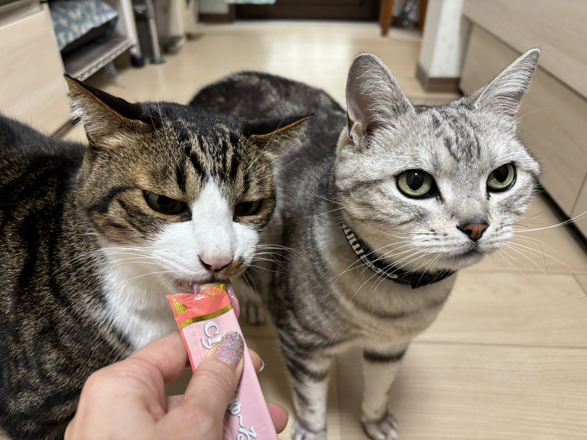 みふゆ(三冬) tweet media