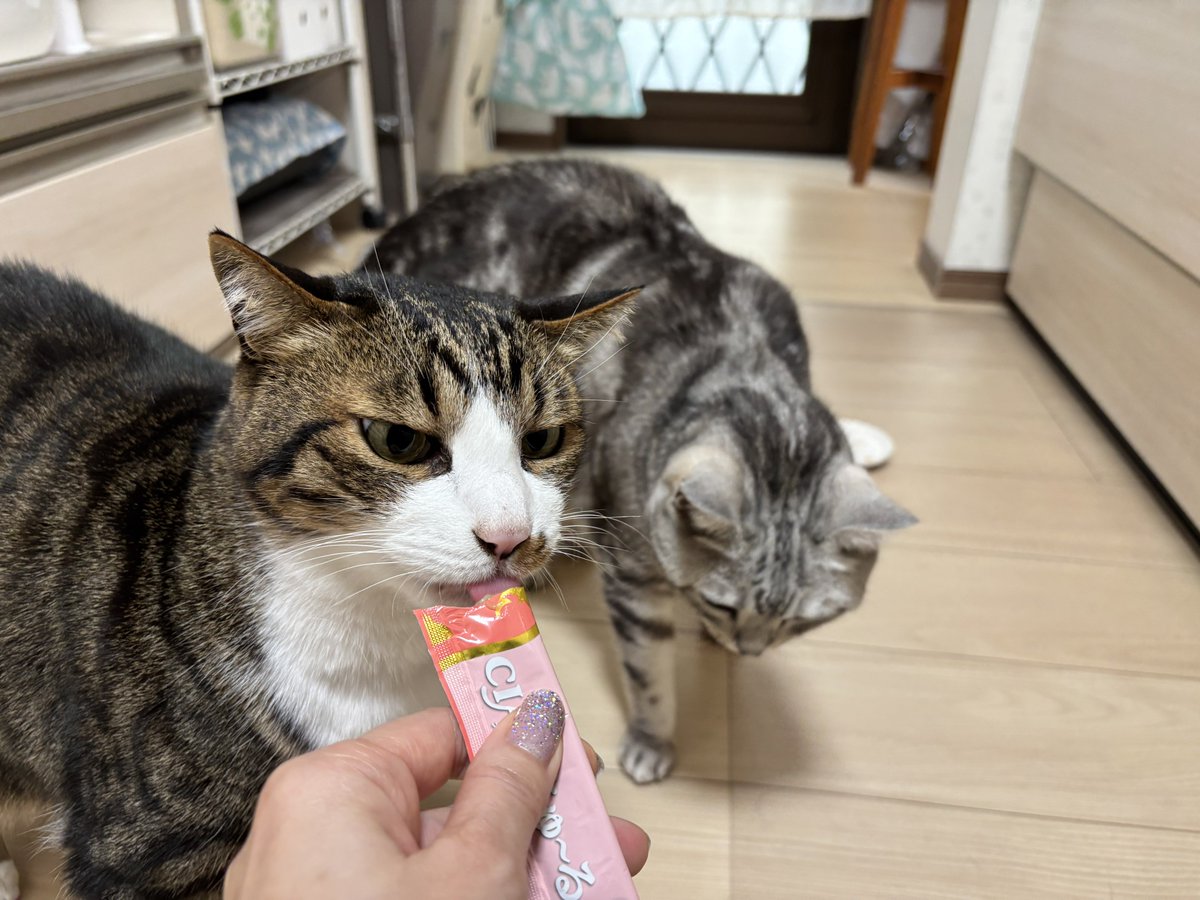 みふゆ(三冬) tweet media