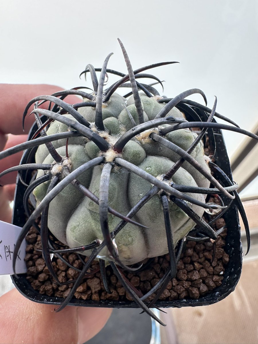 四季郎 tweet media