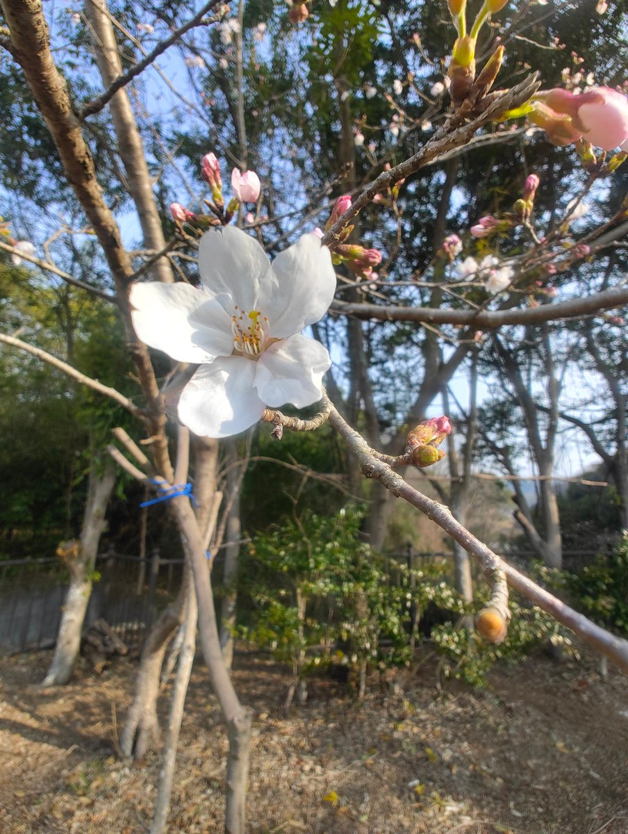 しんのすけ_ver2😎 tweet media