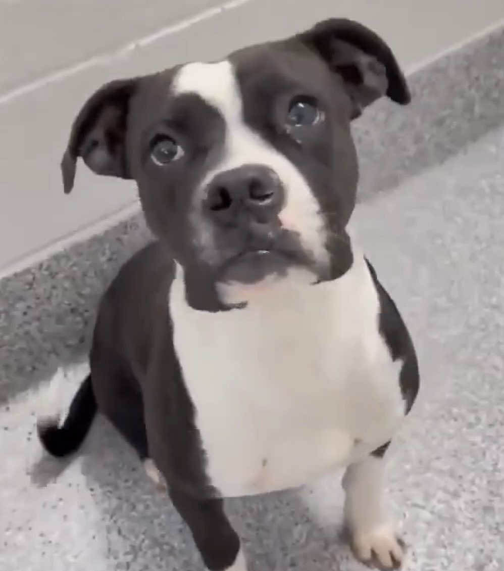 @PawsnTails4TX 🇺🇸🇺🇸🐾🐾 tweet media