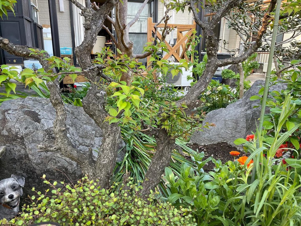 しゅんちゃん tweet media